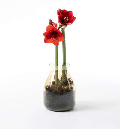 Amaryllis rød i glassvase  Amaryllis rød i glassvase